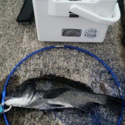 くろねこ流紀州釣りに挑戦！！